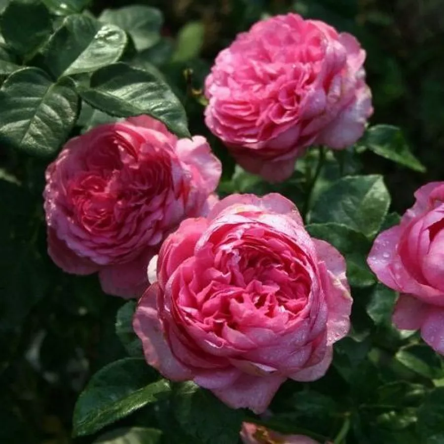 Trandafiri nostalgici - Trandafiri - Chantal Mérieux™ - comanda trandafiri online