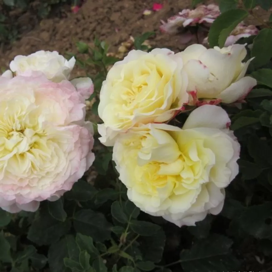 Amarillo - Rosa - Chapeau de Mireille™ - Comprar rosales online