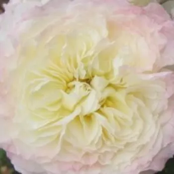 Ružová - školka - eshop  - nostalgická ruža - žltá - mierna vôňa ruží - vanilka - Chapeau de Mireille™ - (80-110 cm)
