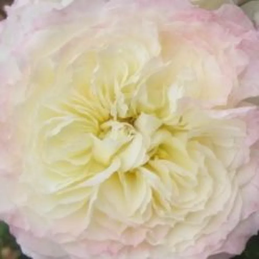 Samostatný - Růže - Chapeau de Mireille™ - 