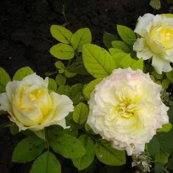 Jaune pâle - Rosier aux fleurs anglaises - rosier à haute tige - buissonnant