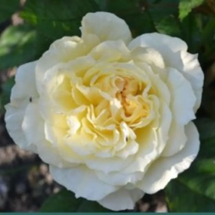 Trandafir cu parfum discret - Trandafiri - Chapeau de Mireille™ - comanda trandafiri online