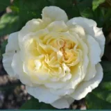 Galben - Trandafiri nostalgici - trandafir cu parfum discret - Rosa Chapeau de Mireille™ - răsaduri și butași de trandafiri 