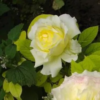 Rosa Chapeau de Mireille™ - rumena - Nostalgična vrtnica