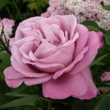Lila - teahibrid rózsa - Online rózsa vásárlás - Rosa Charles de Gaulle® - intenzív illatú rózsa - pézsma aromájú