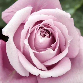 Rózsa kertészet - lila - teahibrid rózsa - Charles de Gaulle® - intenzív illatú rózsa - pézsma aromájú - (80-100 cm)