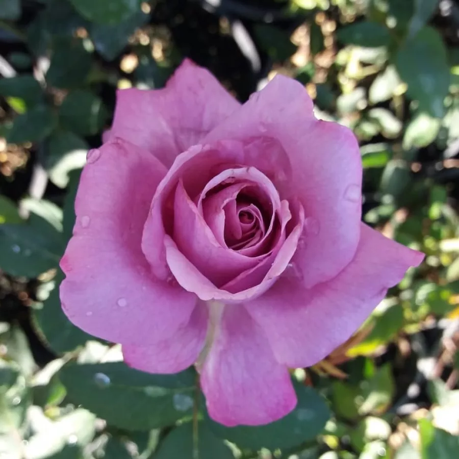 Rose Ibridi di Tea - Rosa - Charles de Gaulle® - Produzione e vendita on line di rose da giardino