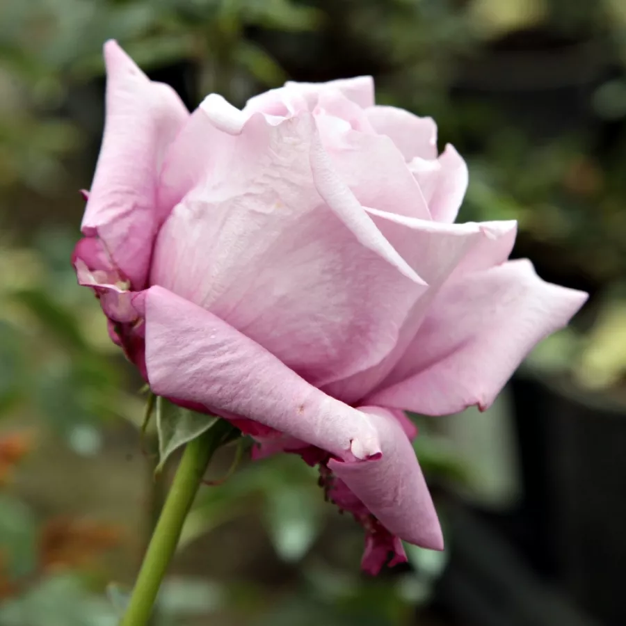 Fioletowy - Róża - Charles de Gaulle® - Szkółka Róż Rozaria