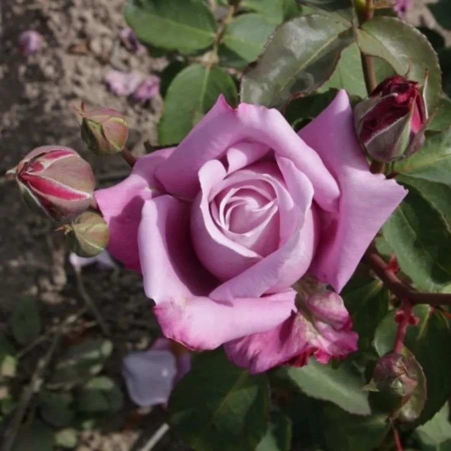 Rosa intensamente profumata - Rosa - Charles de Gaulle® - Produzione e vendita on line di rose da giardino