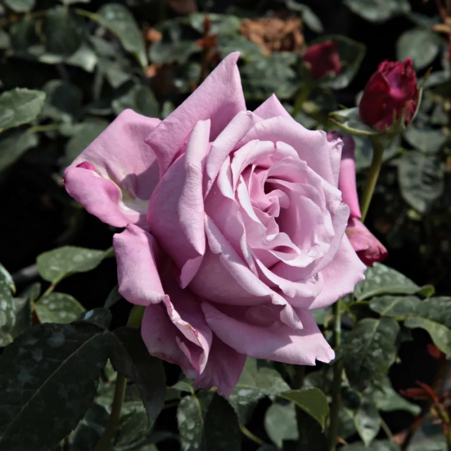 MEIlanein - Rózsa - Charles de Gaulle® - Online rózsa rendelés