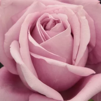 Rosen Shop - teehybriden-edelrosen - violett - Rosa Charles de Gaulle® - stark duftend - Marie-Louise (Louisette) Meilland - Diese intensiv duftende Sorte mit lila Blüten ist robust gegen Krankheiten und verträgt Trockenheit.
