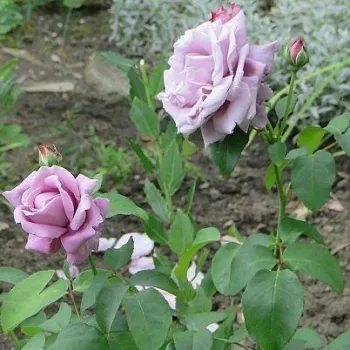 Morado - árbol de rosas híbrido de té – rosal de pie alto - rosa de fragancia intensa - almizcle