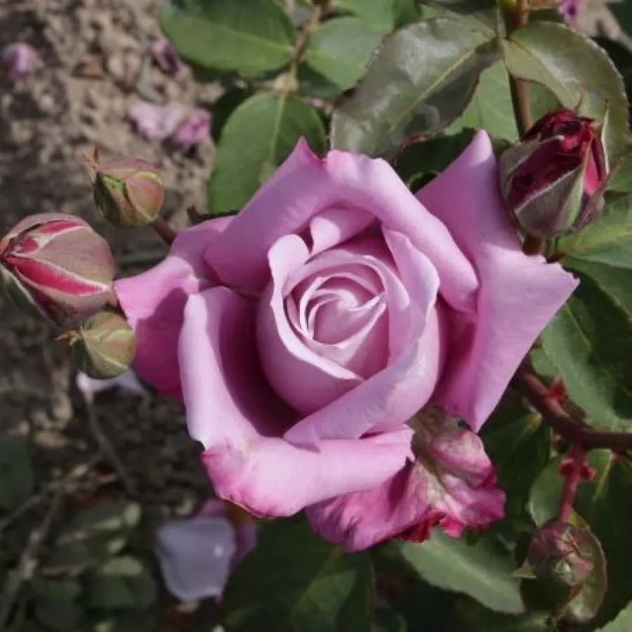 Trandafiri hibrizi Tea - Trandafiri - Charles de Gaulle® - comanda trandafiri online