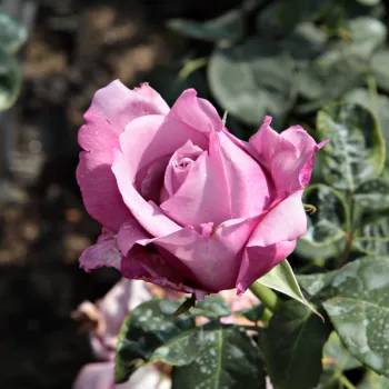 Rosa Charles de Gaulle® - vijolična - Vrtnica čajevka