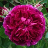 Lila - történelmi - gallica rózsa - Online rózsa vásárlás - Rosa Charles de Mills - diszkrét illatú rózsa - savanyú aromájú