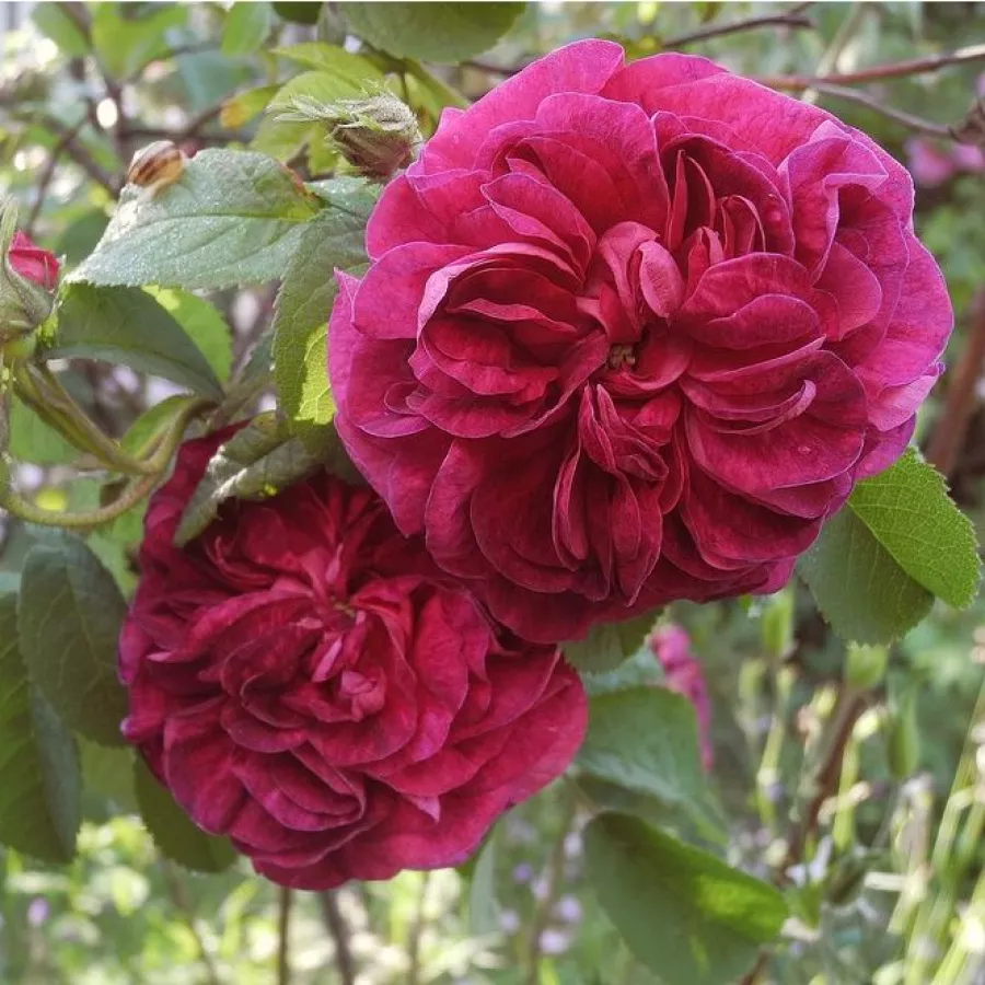 Morado - Rosa - Charles de Mills - Comprar rosales online