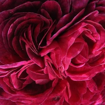 Růže eshop - Historické růže - Růže Galské / Rosa Gallica - fialová - diskrétní - Charles de Mills - (100-150 cm)