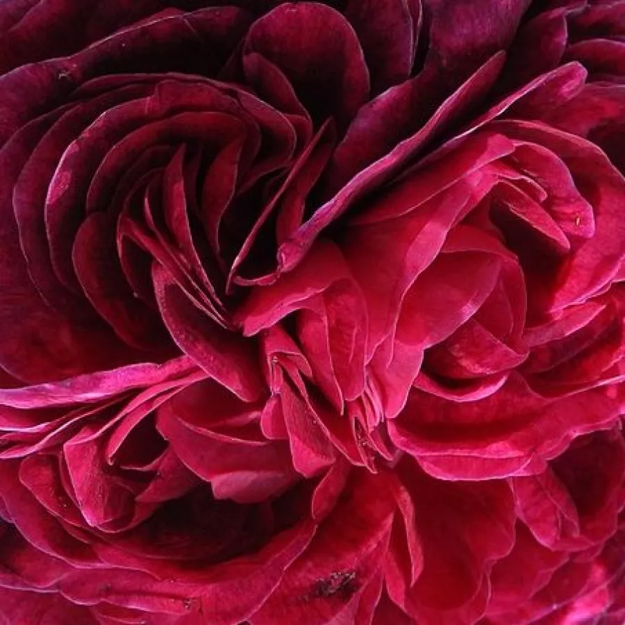 Csokros - Rózsa - Charles de Mills - Kertészeti webáruház