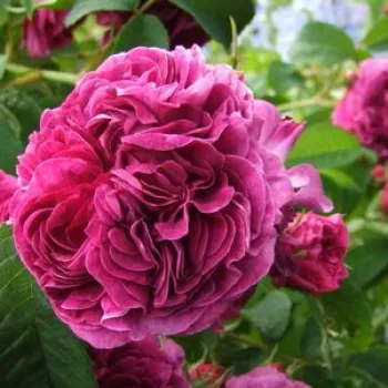 Rosa Charles de Mills - vijolična - Galska vrtnica