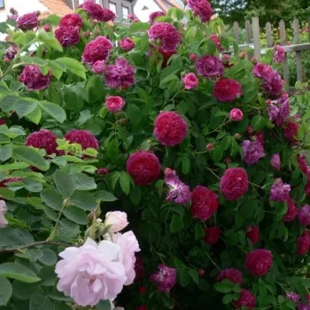 Bíborszínű - történelmi - gallica rózsa - diszkrét illatú rózsa - savanyú aromájú