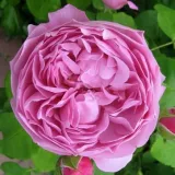 Rózsaszín - angol rózsa - Online rózsa vásárlás - Rosa Charles Rennie Mackintosh - diszkrét illatú rózsa - --