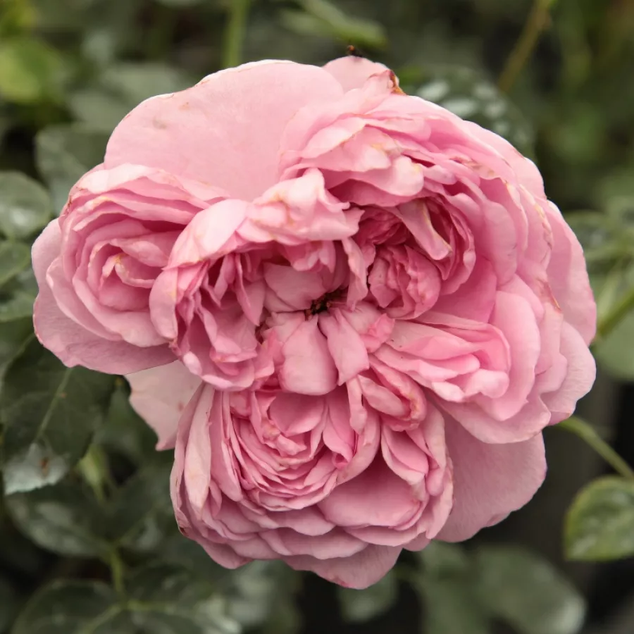 Rose Inglesi - Rosa - Charles Rennie Mackintosh - Produzione e vendita on line di rose da giardino