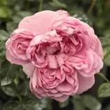 Angleška vrtnica - roza - Diskreten vonj vrtnice - Rosa Charles Rennie Mackintosh - Na spletni nakup vrtnice