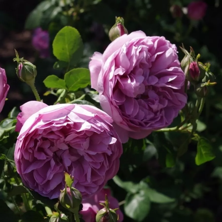 Rosa - Rosa - Charles Rennie Mackintosh - Produzione e vendita on line di rose da giardino