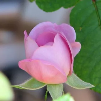Rosa Charles Rennie Mackintosh - różowy - angielska róża