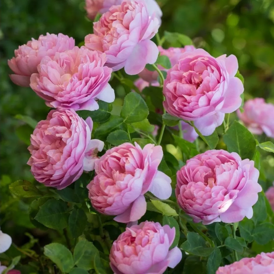 AUSren - Róża - Charles Rennie Mackintosh - Szkółka Róż Rozaria