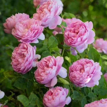 Różowy  - angielska róża   (90-150 cm)