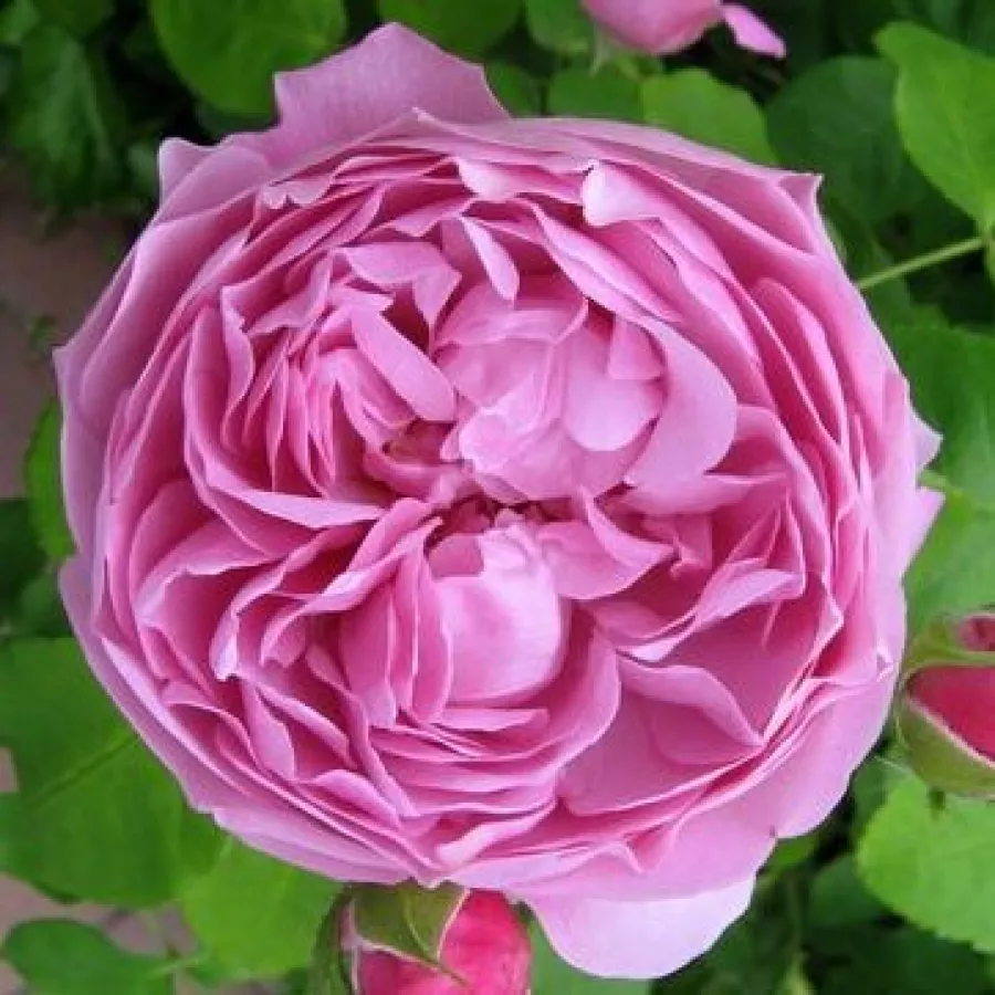 Rosa - Rosa - Charles Rennie Mackintosh - rosal de pie alto