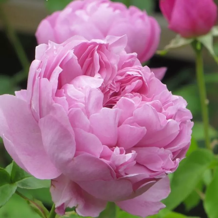 David Austin - Róża - Charles Rennie Mackintosh - 