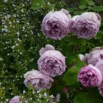 Roze - stamrozen - Stamroos - Engelse roos
