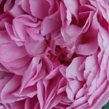 Vendita di rose in vaso - rosa - Rose Inglesi - Charles Rennie Mackintosh - rosa del profumo discreto
