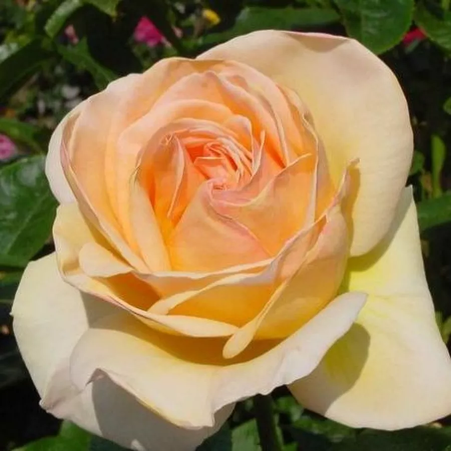 Teahibrid rózsa - Rózsa - Charlie Chaplin™ - Online rózsa rendelés