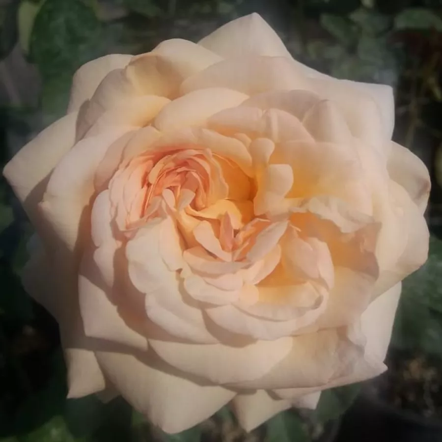 Giallo - Rosa - Charlie Chaplin™ - Produzione e vendita on line di rose da giardino
