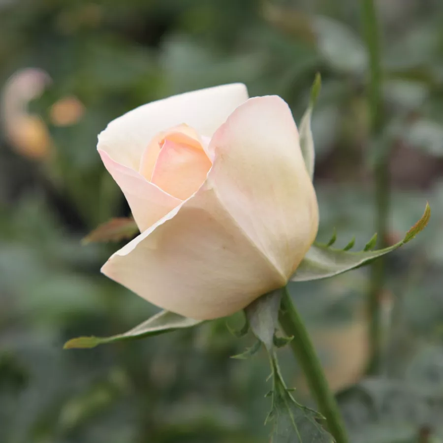 Diszkrét illatú rózsa - Rózsa - Charlie Chaplin™ - Online rózsa rendelés