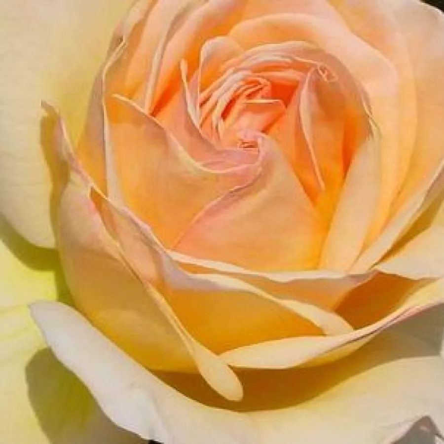 Hybrid Tea - Rosa - Charlie Chaplin™ - Produzione e vendita on line di rose da giardino