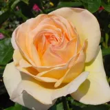 Rumena - drevesne vrtnice - Rosa Charlie Chaplin™ - Diskreten vonj vrtnice