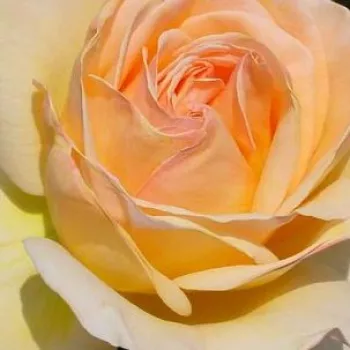 Rosa Charlie Chaplin™ - rosa de fragancia discreta - Árbol de Rosas Híbrido de Té - rosal de pie alto - amarillo - Ernest Tschanz- forma de corona de tallo recto - Rosal de árbol con forma de flor típico de las rosas de corte clásico.