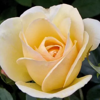 Rosa melocotón  - árbol de rosas híbrido de té – rosal de pie alto - rosa de fragancia discreta - mango