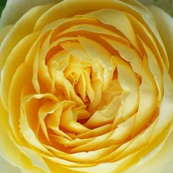 Online rózsa kertészet - sárga - angol rózsa - Charlotte - diszkrét illatú rózsa - szegfűszeg aromájú - (90-185 cm)