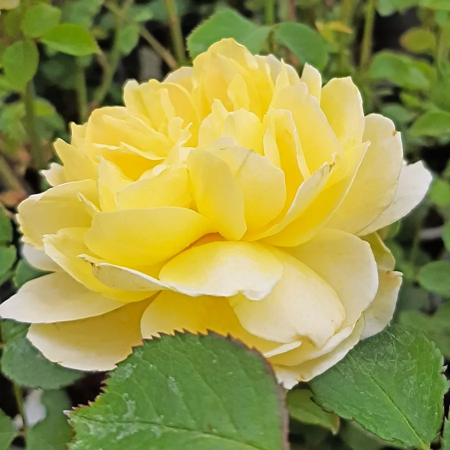 żółty - Róża - Charlotte - Szkółka Róż Rozaria
