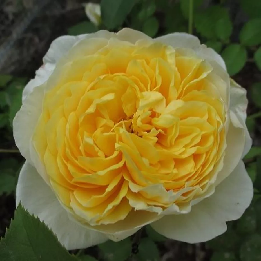 Amarillo - Rosa - Charlotte - rosal de pie alto