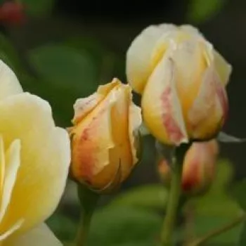 Rosa Charlotte - gelb - stammrosen - rosenbaum - Stammrosen - Rosenbaum..