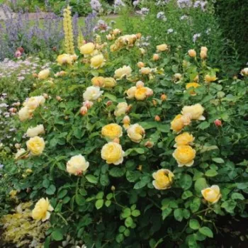 Sárga - angolrózsa virágú- magastörzsű rózsafa  - diszkrét illatú rózsa - szegfűszeg aromájú