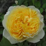 Sárga - diszkrét illatú rózsa - szegfűszeg aromájú - Online rózsa vásárlás - Rosa Charlotte - angol rózsa