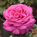 Rózsaszín - teahibrid rózsa - Online rózsa vásárlás - Rosa Chartreuse de Parme™ - intenzív illatú rózsa - alma aromájú