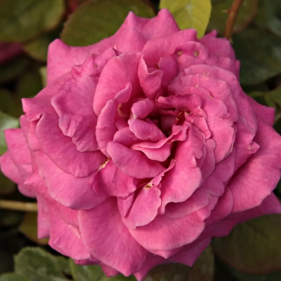 Ruža čajevke - Ruža - Chartreuse de Parme™ - Narudžba ruža